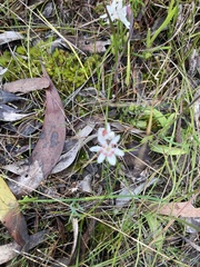Burchardia umbellata