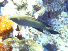 Ctenochaetus striatus