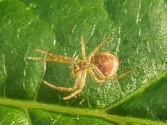 Araniella displicata