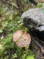 Suillus lakei