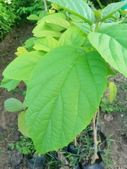 Cordia sebestena