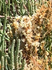 Cuscuta pacifica