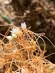 Cuscuta pacifica