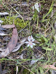 Burchardia umbellata