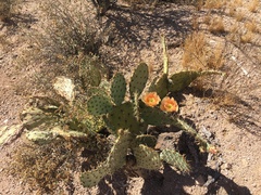 Opuntia orbiculata