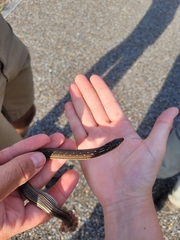 Ophisaurus attenuatus