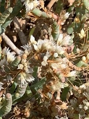 Cuscuta pacifica