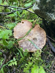 Suillus lakei