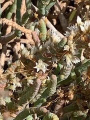 Cuscuta pacifica