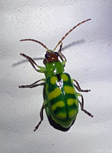 Banded Cucumber Beetle