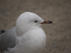 Chroicocephalus novaehollandiae scopulinus
