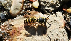 Vespula atropilosa