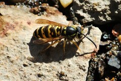 Vespula atropilosa