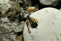 Vespula atropilosa