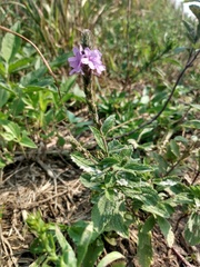 Verbena stricta