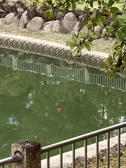 Cyprinus rubrofuscus