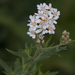 Achillea salicifolia - Photo (c) Aleksey Andreyanov, some rights reserved (CC BY-NC), uploaded by Aleksey Andreyanov