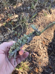 Parmotrema perforatum