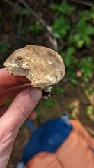 Leccinum holopus