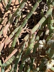 Salicornia pacifica