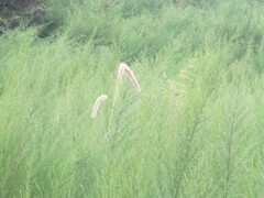 Setaria magna