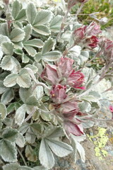 Potentilla divina