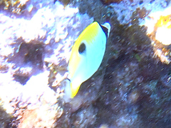 Chaetodon unimaculatus