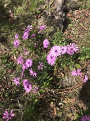 Dimorphotheca ecklonis