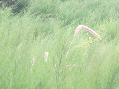 Setaria magna