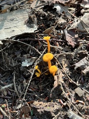 Cantharellus minor