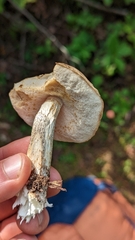 Leccinum holopus
