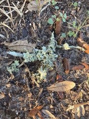 Parmotrema perforatum