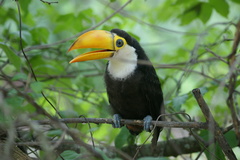 Ramphastos toco