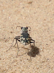 Cicindela formosa