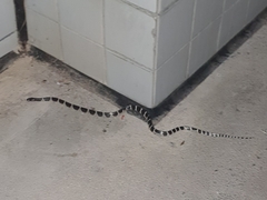 Bungarus multicinctus