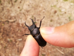 Dorcus rectus rectus