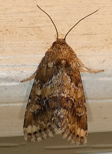 Sordid Flower Moth photo 2