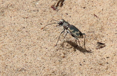 Cicindela formosa