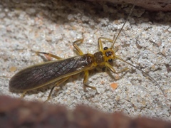 Perlesta