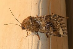 Schinia sordidus