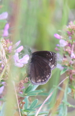 Erynnis baptisiae