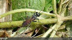 Crabroninae