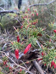 Stenanthera conostephioides