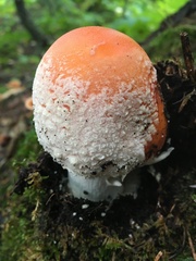 Amanita muscaria