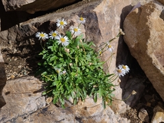 Erigeron garrettii