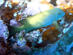 Ctenochaetus striatus