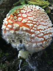 Amanita muscaria