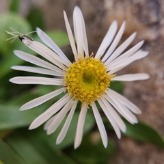 Erigeron garrettii