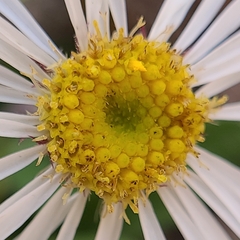 Erigeron garrettii
