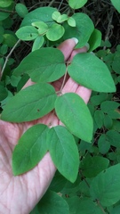 Lonicera